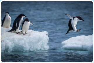 Penguins