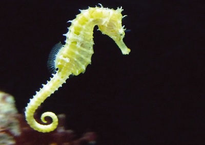 Seahorse