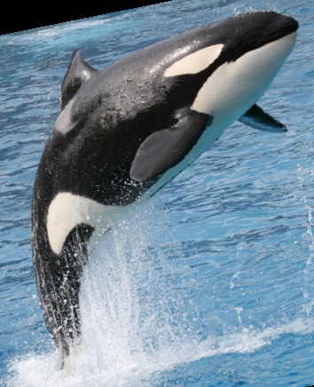 Orcas