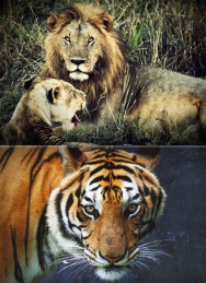 Lions and Tigers