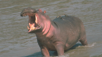 The Greedy Hippo