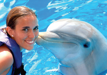 About Dolphins