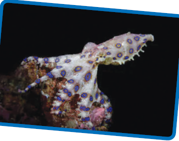 Dangerous Octopuses