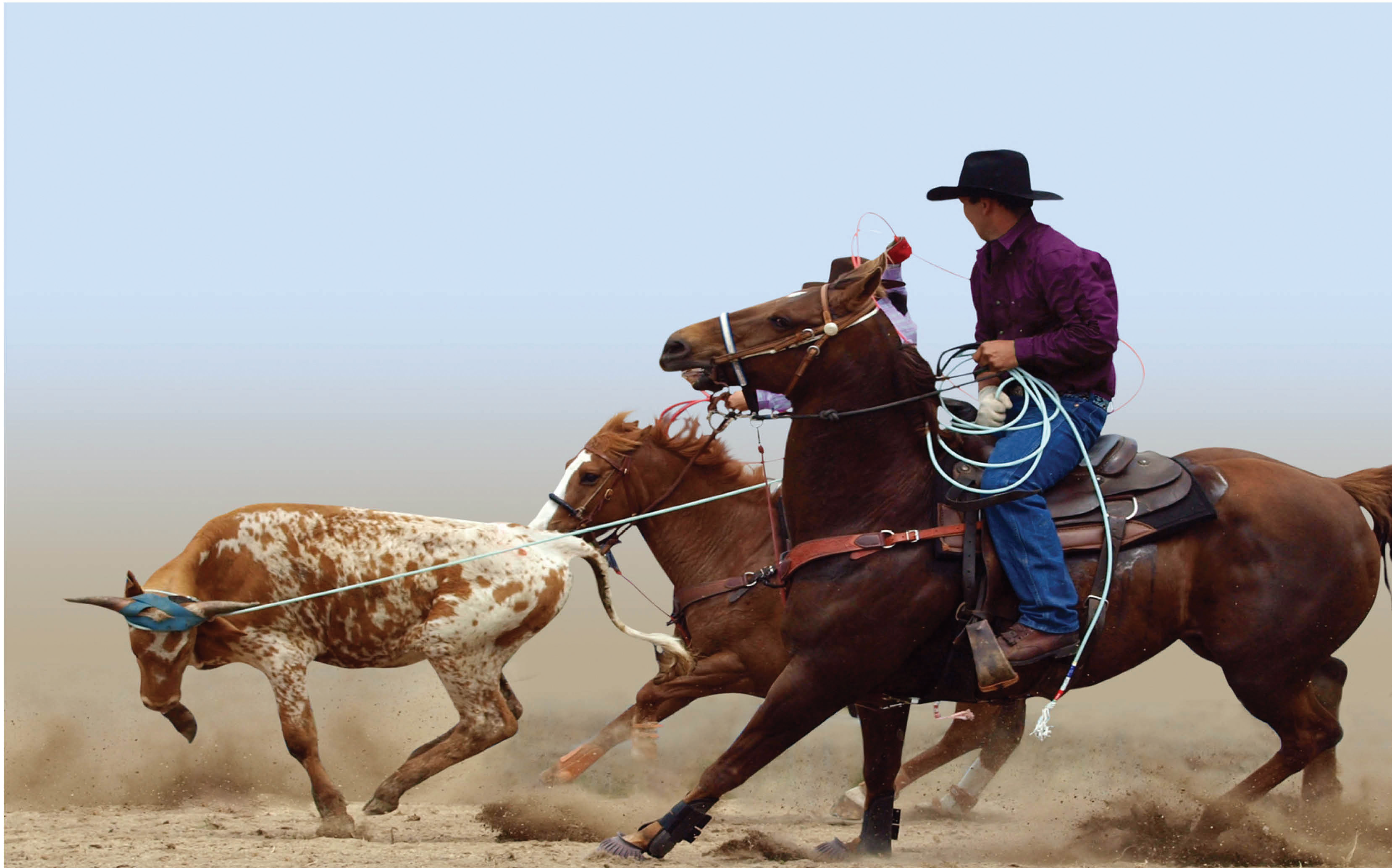 THE CALGARY STAMPEDE