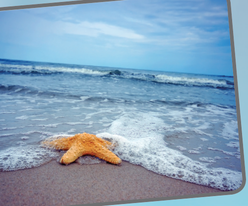 STARFISH ON THE BEACH