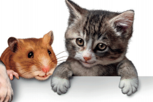 THE PROBLEMS OF FAMOUS PET OWNERS