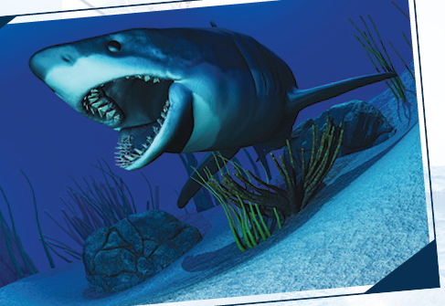 Great White Sharks