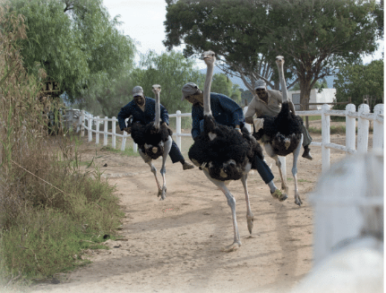 UNUSUAL SPORTS AROUND THE WORLD