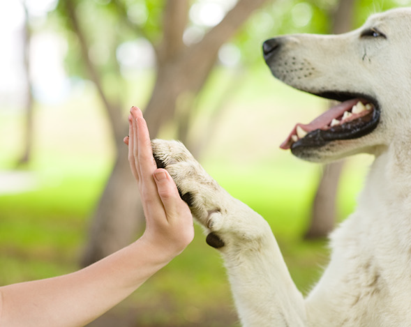 Amazing Dogs