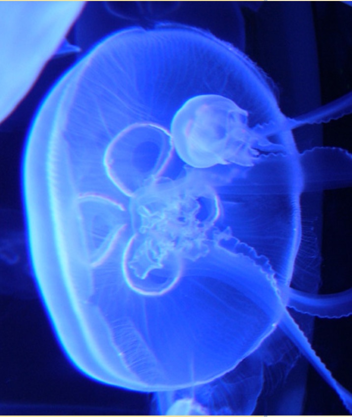 BIOLUMINESCENT ORGANISMS