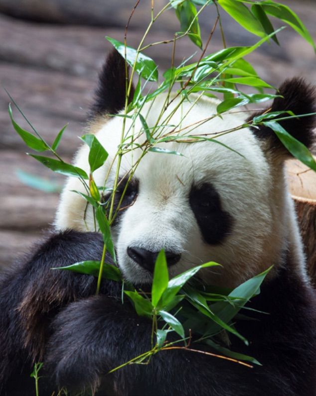 THE GIANT PANDA