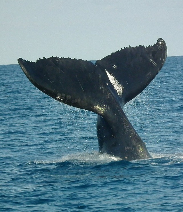 SAVE THE WHALES