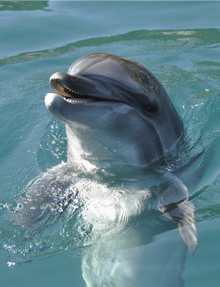 DELIGHTFUL DOLPHINS OF THE DEEP
