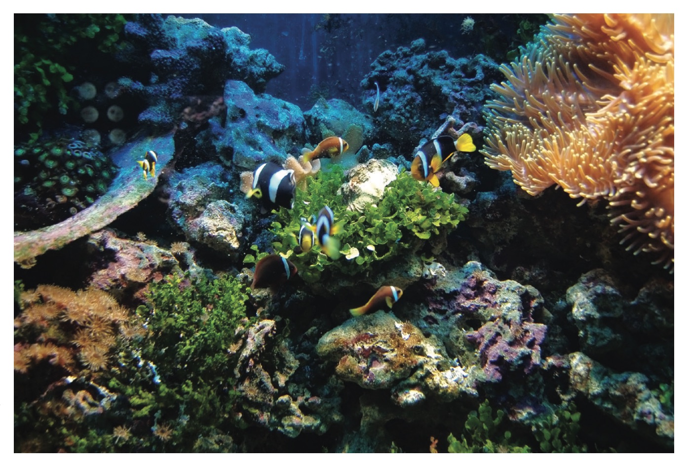 What Is Ocean Exploration and Why Is It Important?