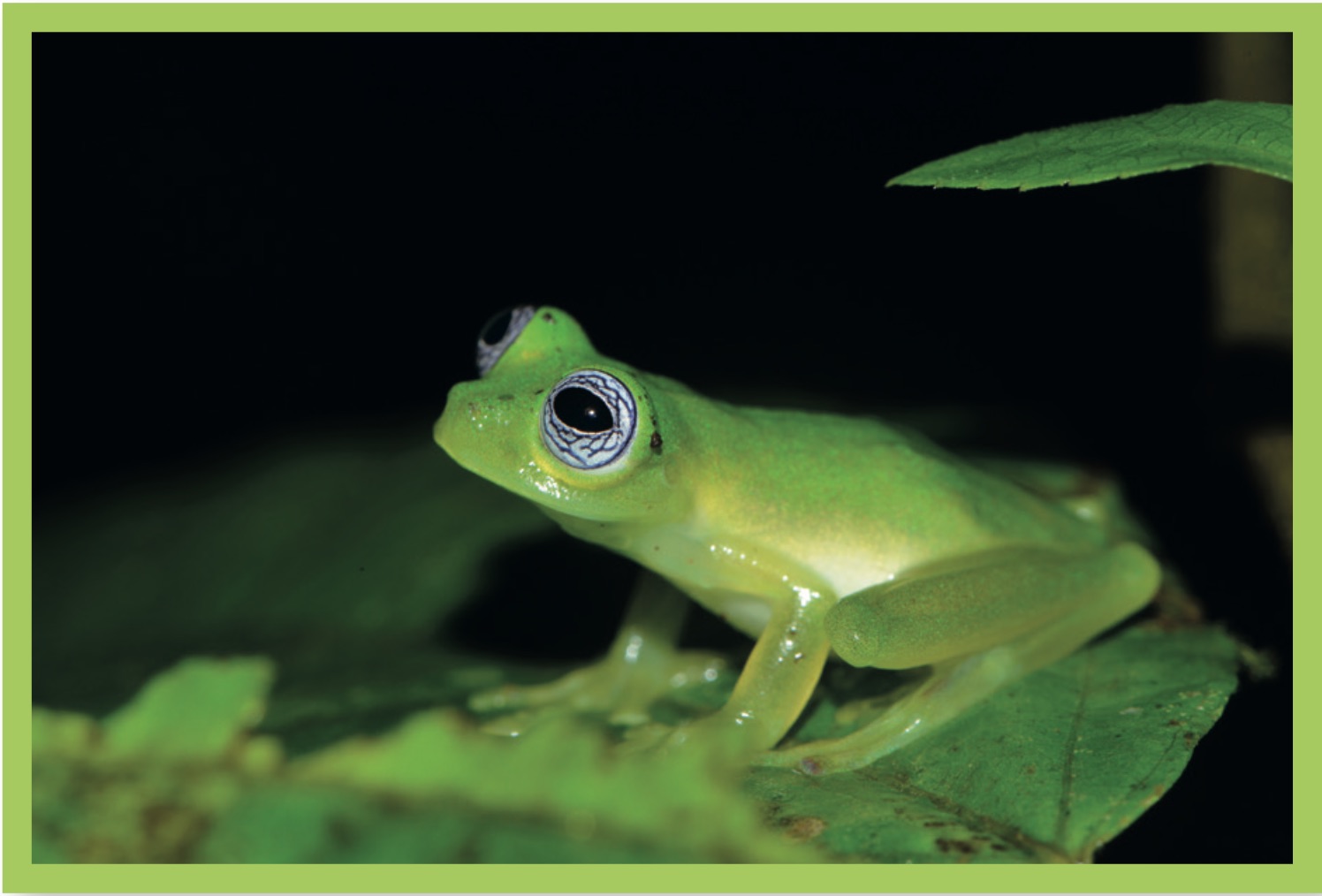 GLASS FROGS