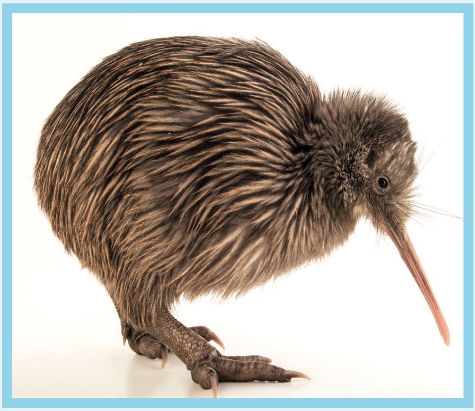THE KIWI