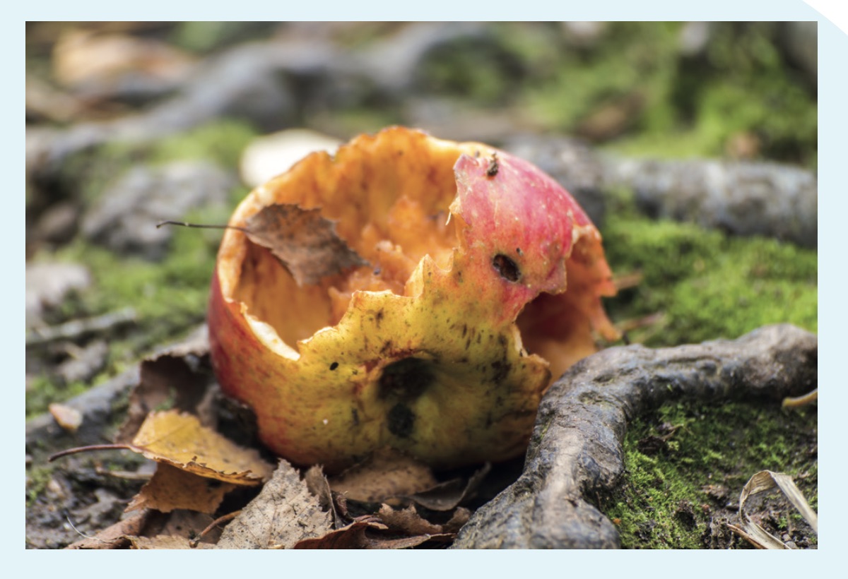 Global Food Waste – Causes and Effects