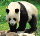 ENDANGERED ANIMALS