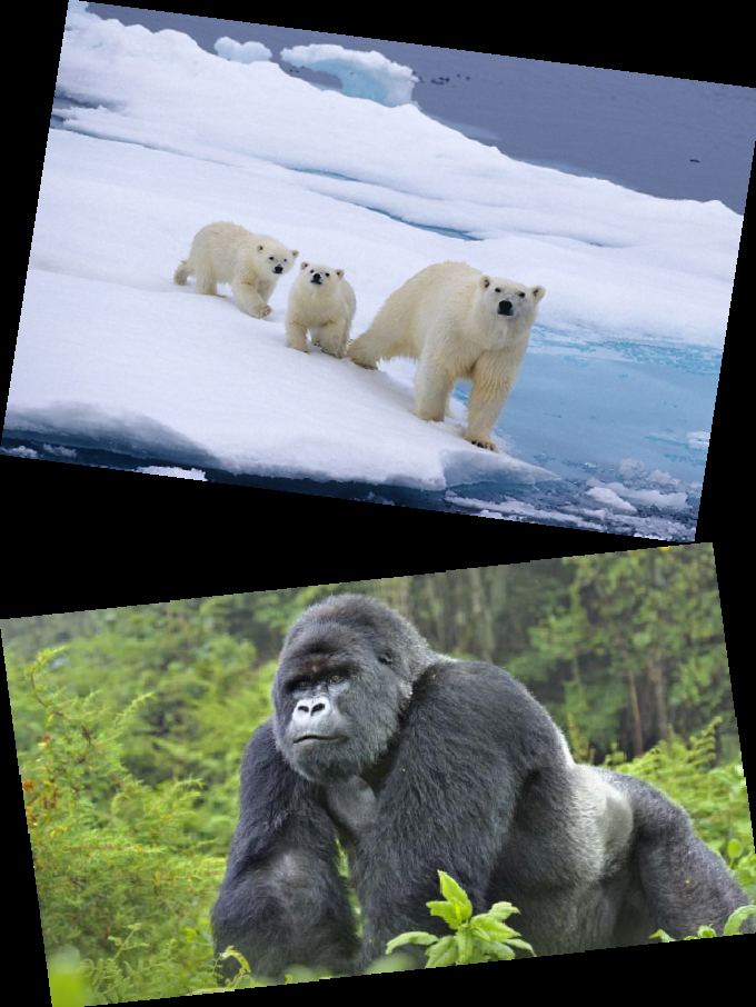 Endangered Species
