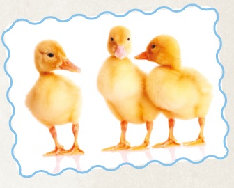 The Three Ducks