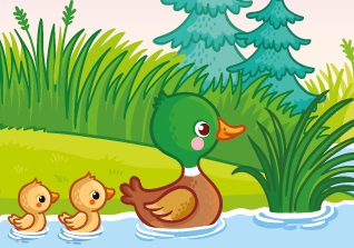 The Ducks in the Lake