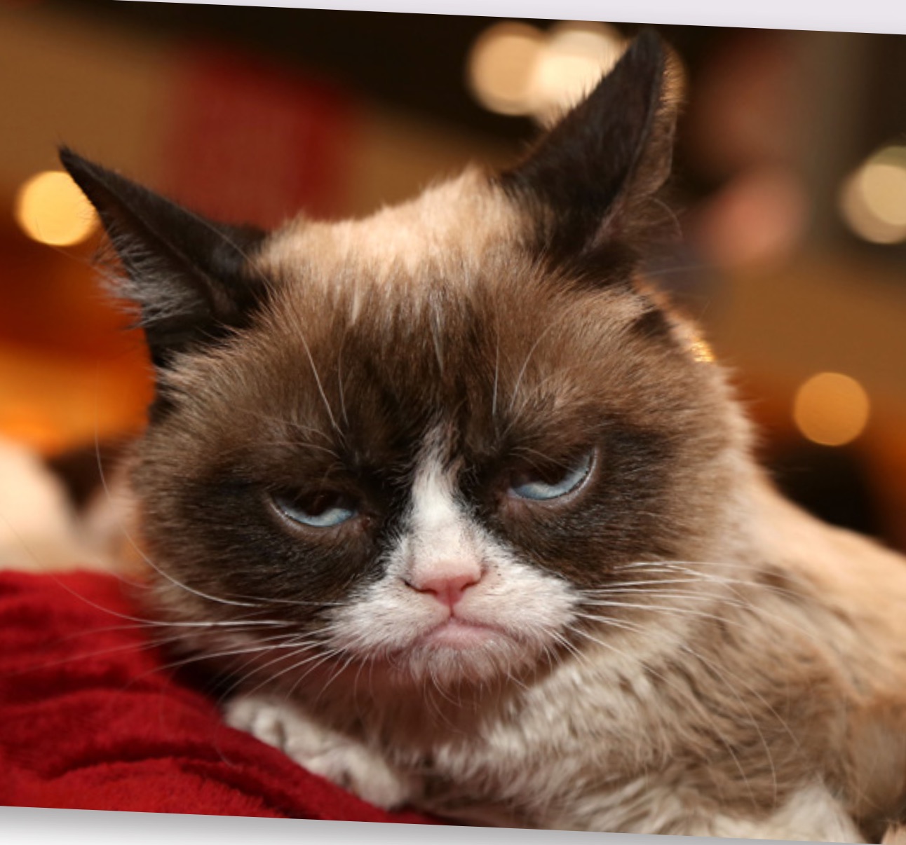 Grumpy Cat
