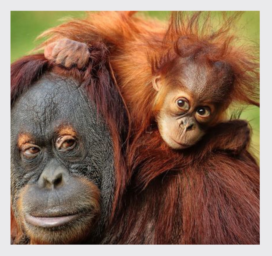 Meet Didik: Shot and Orphaned Baby Orangutan