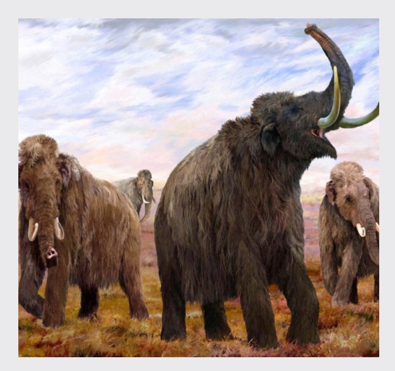 Why Did the Woolly Mammoth Die Out?