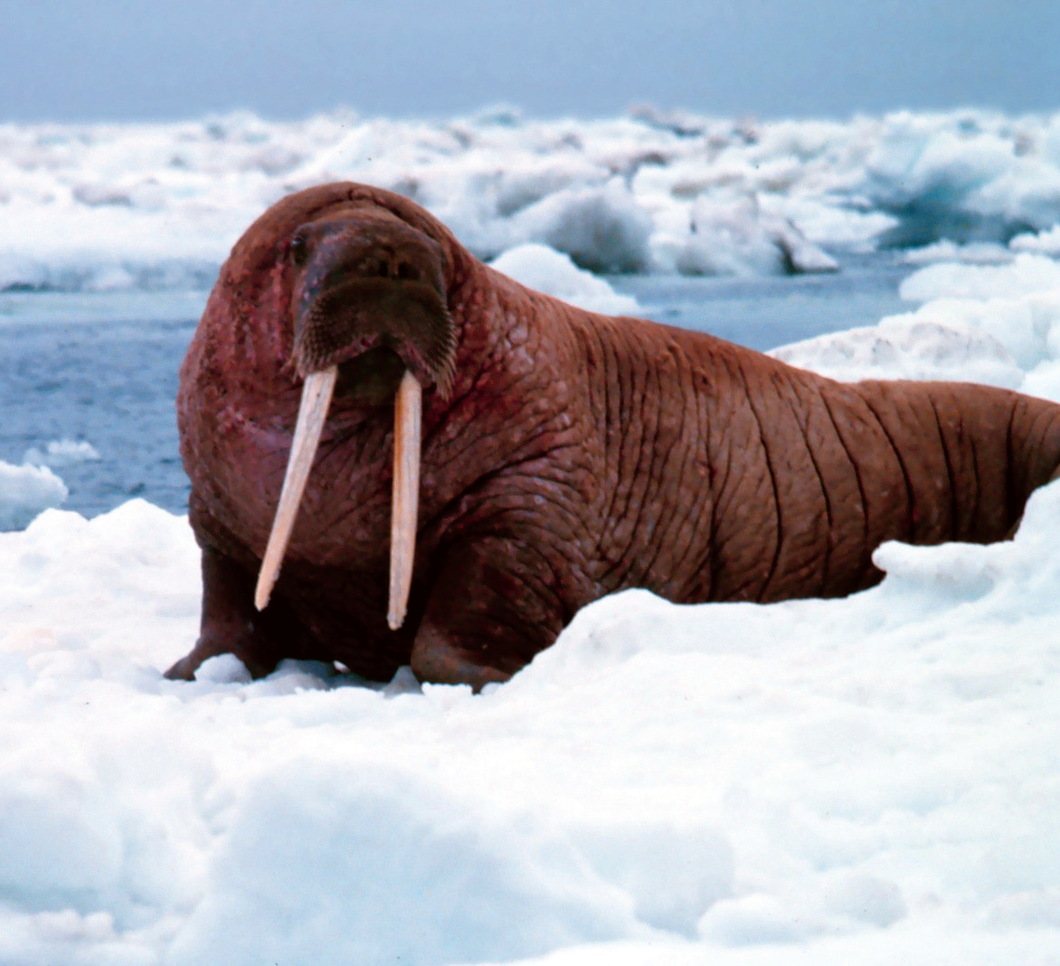 The Changing Arctic