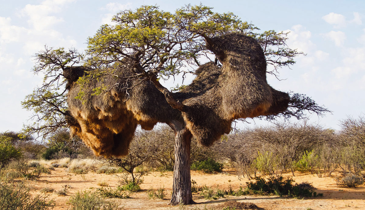 Amazing Animal Architects