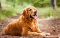 Choosing a Pet