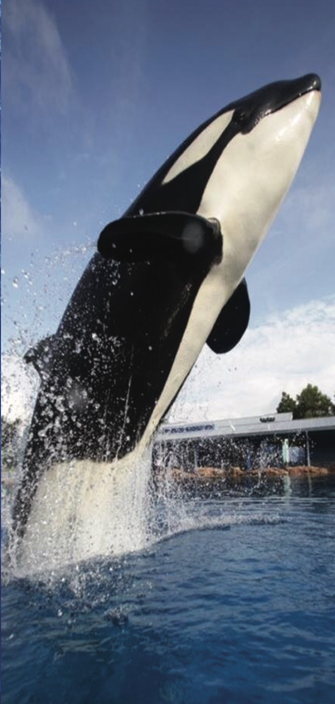 Free Willy