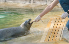 A ZOOKEEPER