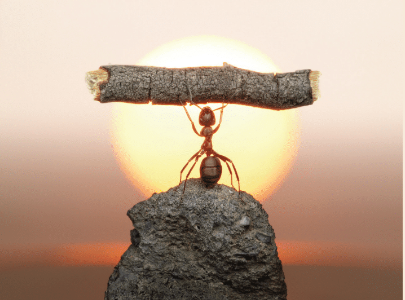 The World of Ants