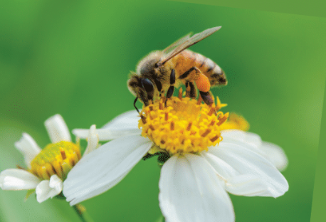 Delicious honey!