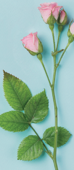 Tips for a Healthy Relationship