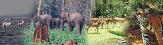 Ecotourism