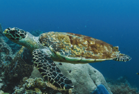 Saving Sea Turtles