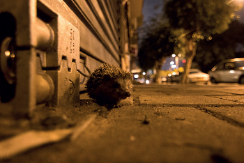 Animals in the City