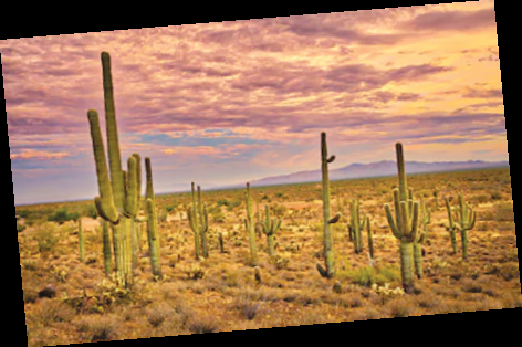 GRASSLANDS - DESERTS - TROPICAL RAINFOREST