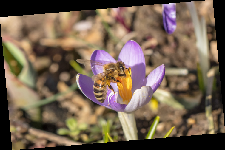 Are Honey Bees Endangered?