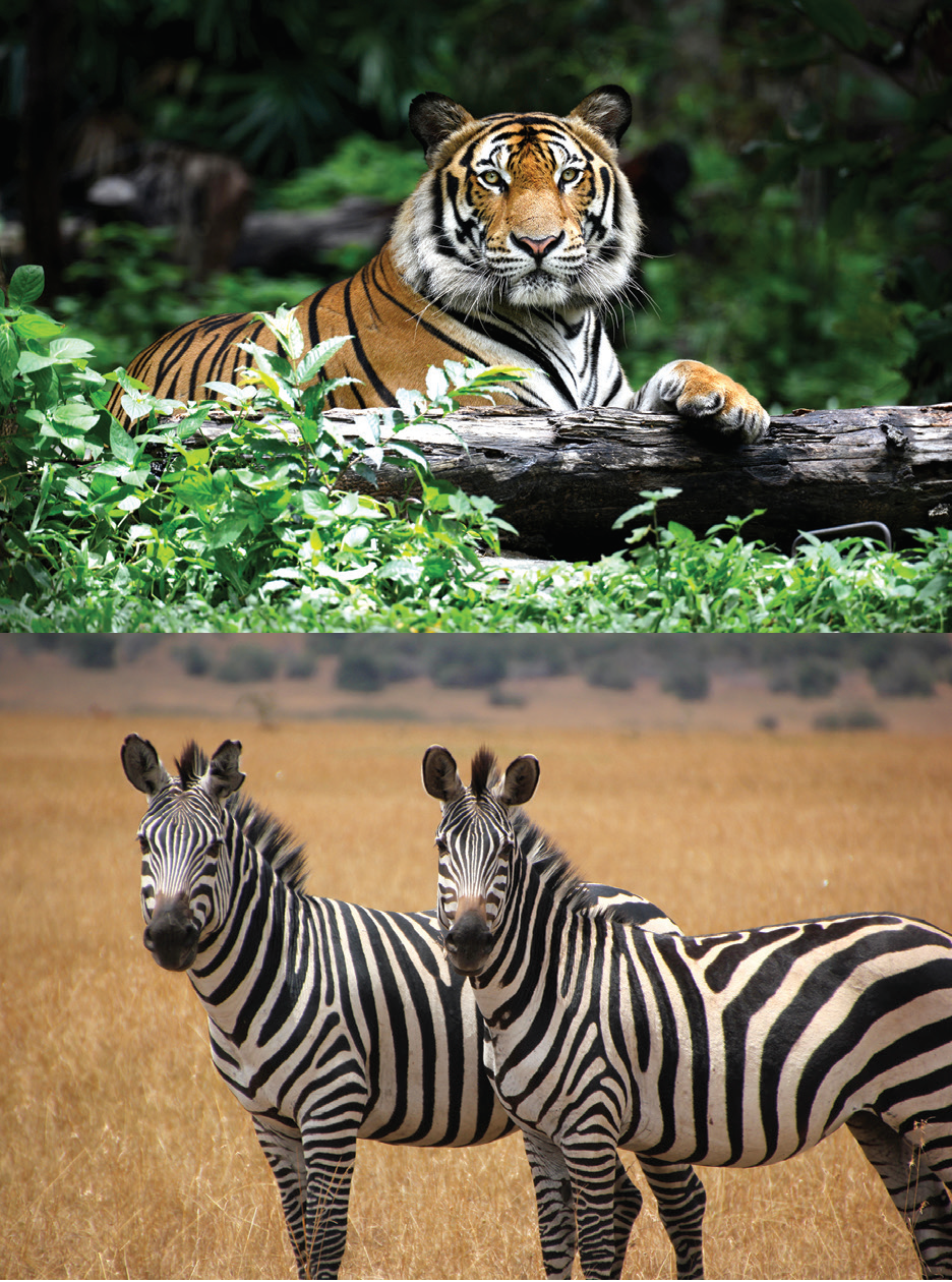 Tigers And Zebras