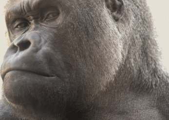 PROJECT KOKO