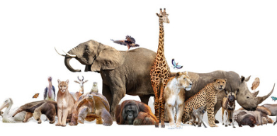 5 INCREDIBLY INTELLIGENT ANIMALS