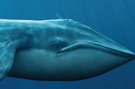 Blue Whales Are in Danger