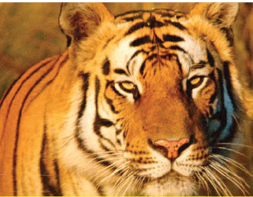 SAVE THE TIGERS