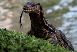 Flying Reptiles