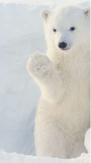 Survival in the Arctic