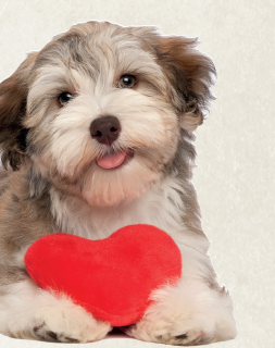 LOVE ME, LOVE MY DOG