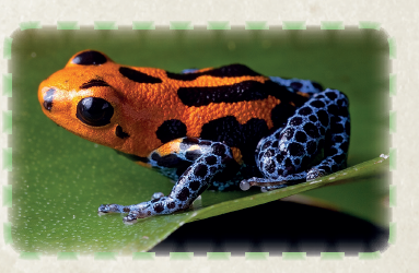 Now We Know Why Poison Frogs Don’t Poison Themselves